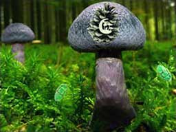 Play Mushroom Forest Adventure Online on games440.com